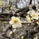 白い梅の花