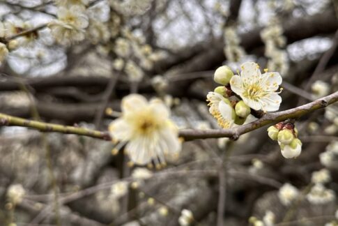 白い梅の花