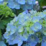 紫陽花