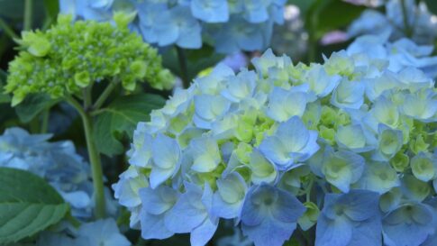 紫陽花
