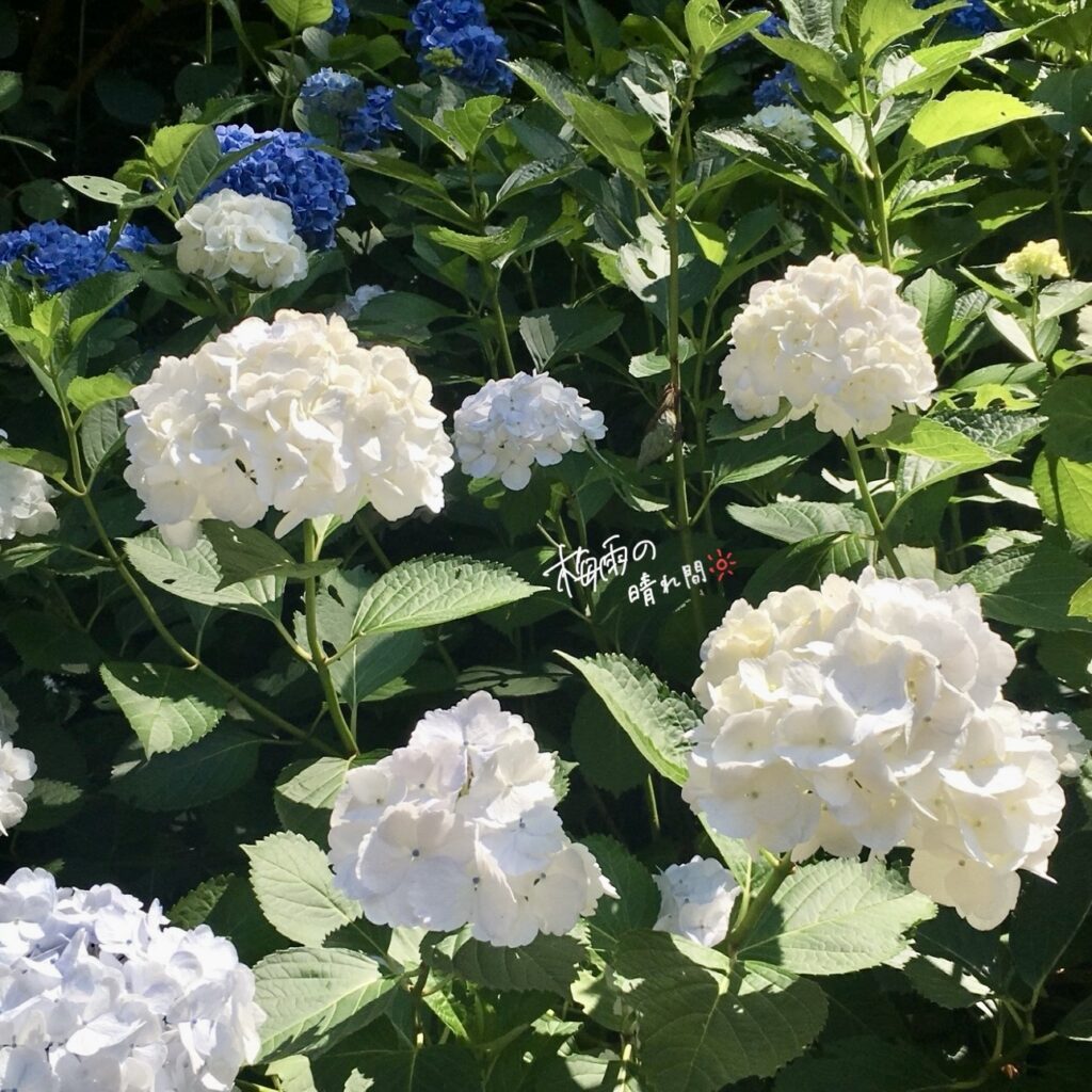 紫陽花